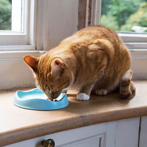 Cat food water bowl