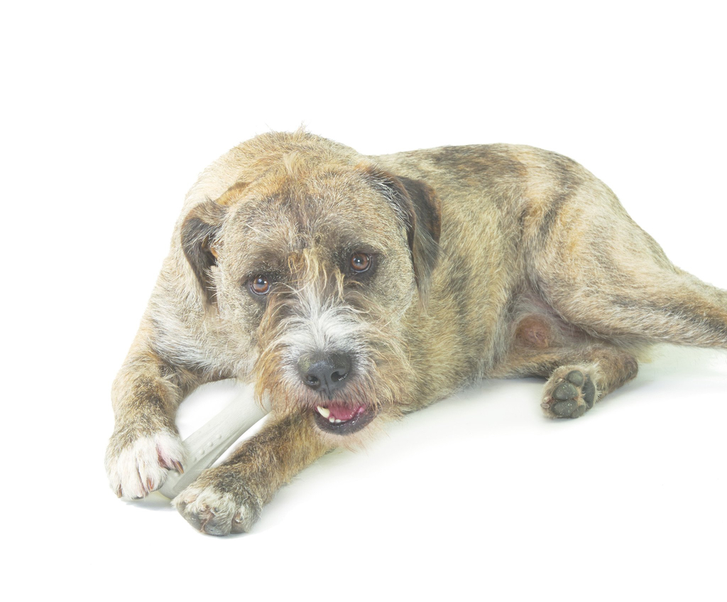 Petstages deerhorn | medium 17,8cm hondenspeelgoed