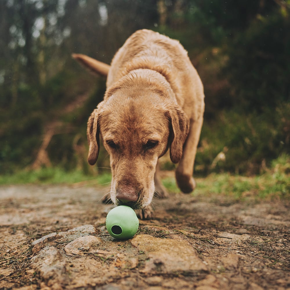 Beco rubber ball | groen, medium - 6,5 cm