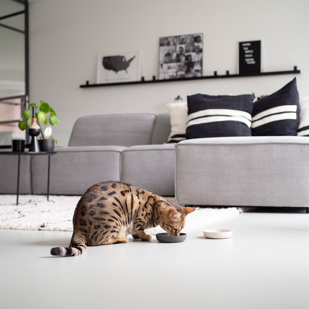 District 70 bamboo voerbak voor katten | merengue