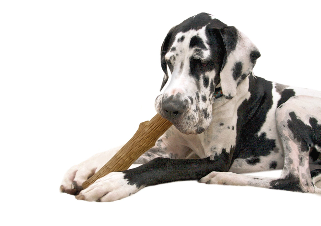 Petstages dogwood durable stick | large - 20cm