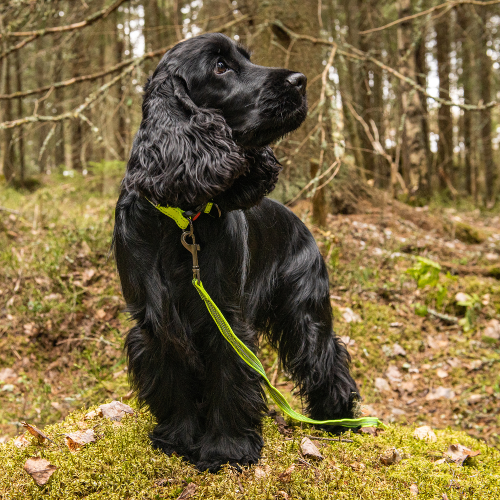 Rukka grip tracking leash | medium - 600 x 15 cm