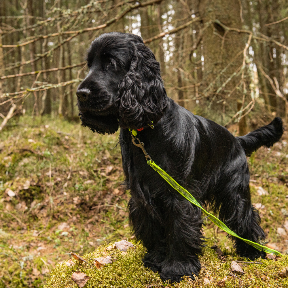 Rukka grip tracking leash | medium 600 x 15 cm