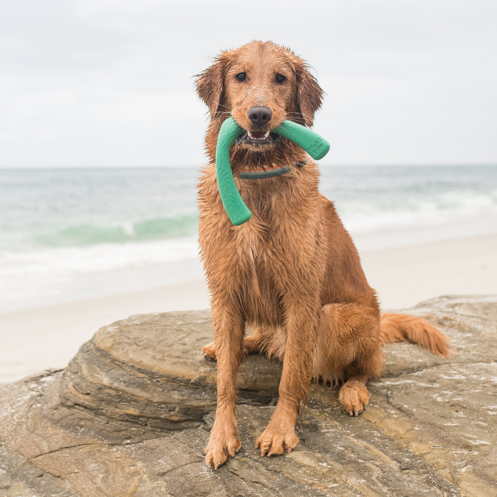 West paw seaflex snorkl™ | emerald honden speeltje