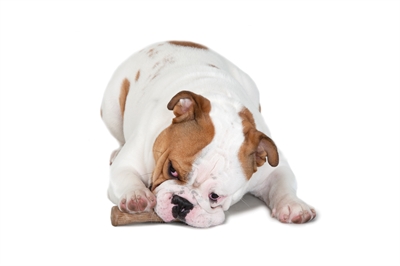 Petstages dogwood durable stick | medium 18 cm