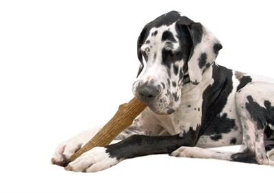 Petstages dogwood durable stick | large 20 cm