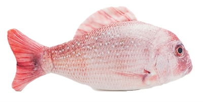 Jolly moggy natural catnip red snapper