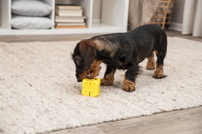 Trixie snack dobbelsteen tpr orange | 6 cm, 3 stuks