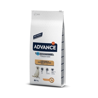 Advance adult labrador retriever