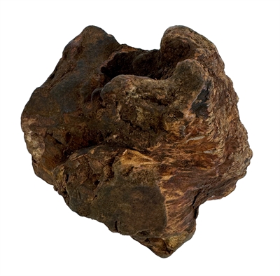 Dog woodzzz kauwwortel met olijfolie | l 501-750 gr