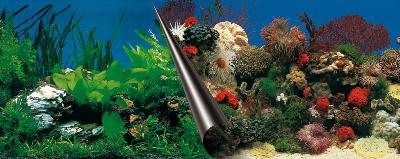 Ebi foto achterwand stone+coral | 60x30 cm