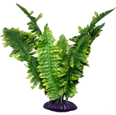 Komodo boston varen | 25 cm plant