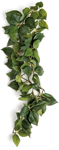 Komodo sumatra hanging vine | 40 cm