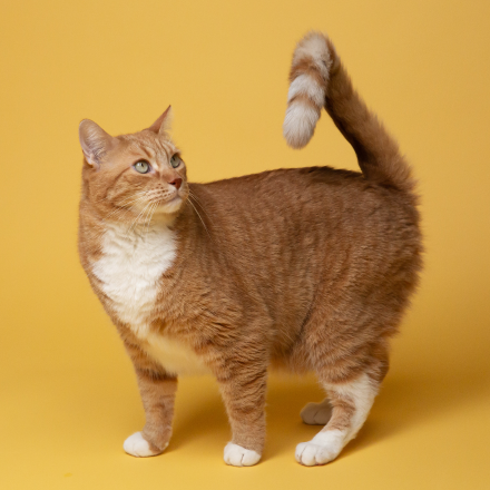 Katten producten