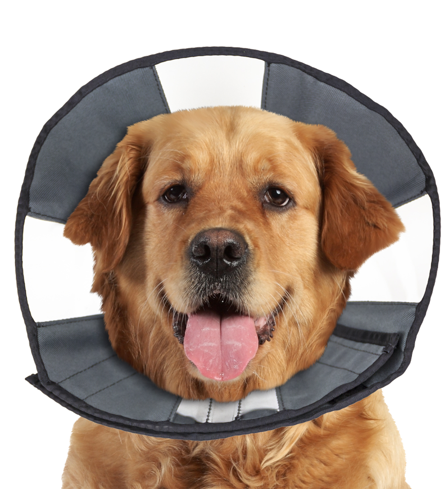Zenpet ProCone XL beschermkraag