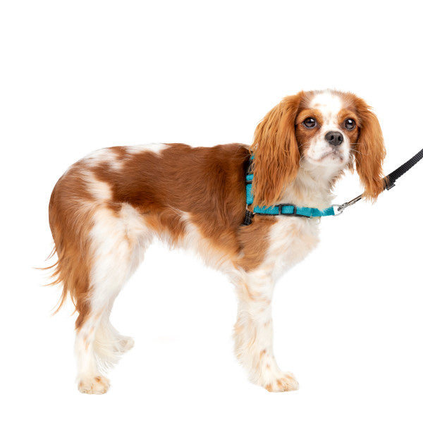 Easy Walk Deluxe tuigje nylon S 38-51 cm 180 cm
