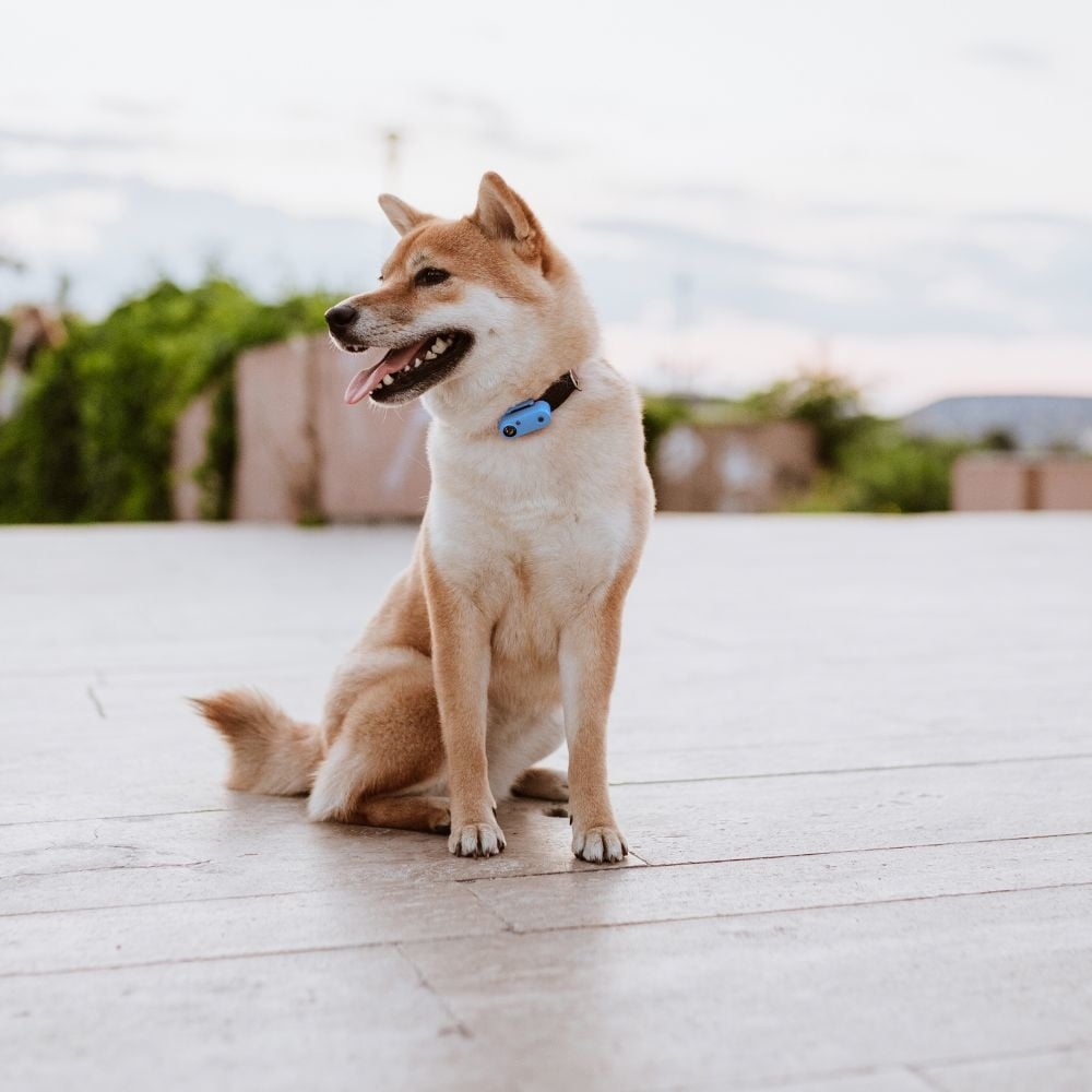 Tickless Mini Hond Teken- en Vlooienbestrijder Zwart – Ultrasoon