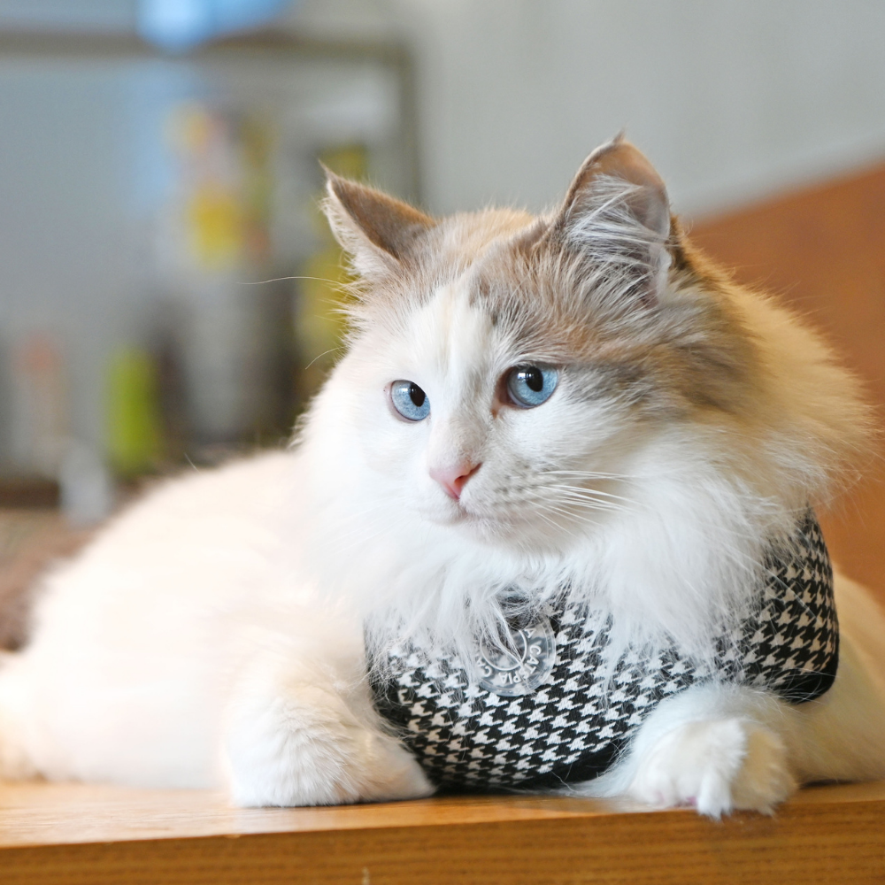 Puppia Kattentuig Catspia Garbo Black Large – Verstelbaar Tuigje