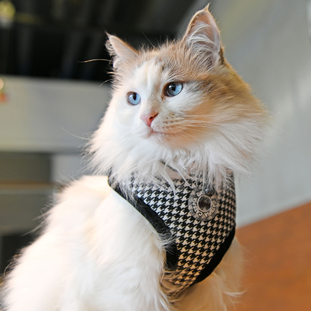 Puppia Kattenharnas Catspia Garbo Black M Medium –  verstelbaar tuigje