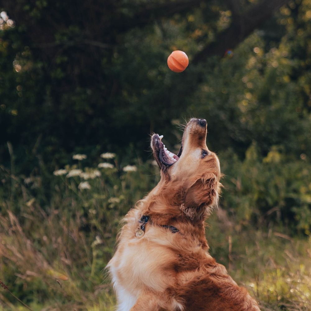 Fetch Ball - Gelb