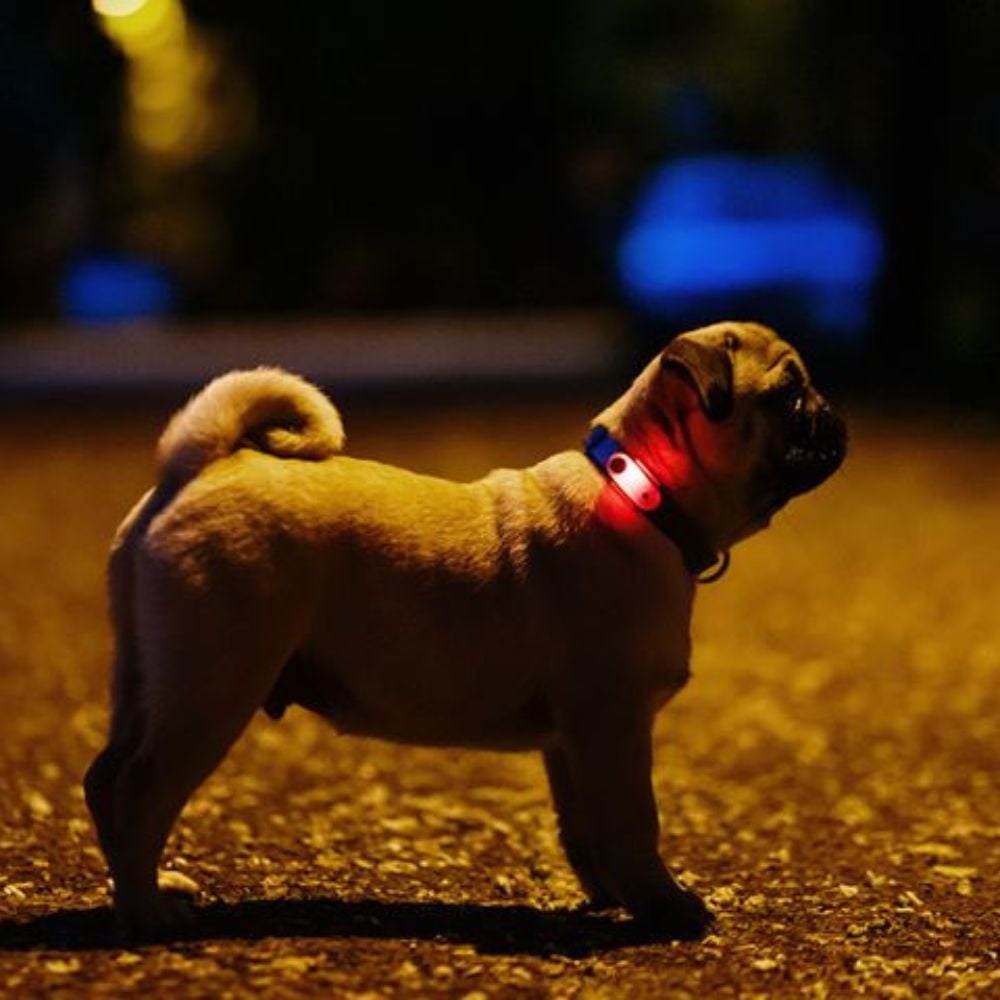 Tickless Mini Hond Teken- en Vlooienbestrijder Zwart – Ultrasoon