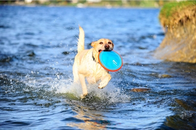 Chuckit Paraflight hondenfrisbee
