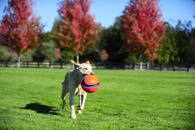 CHUCKIT KICK FETCH