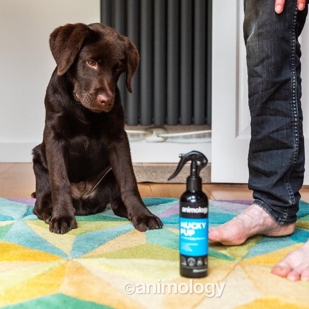 Animology Droog Shampoo Mucky Pup 6x – Effectieve Hondenshampoo