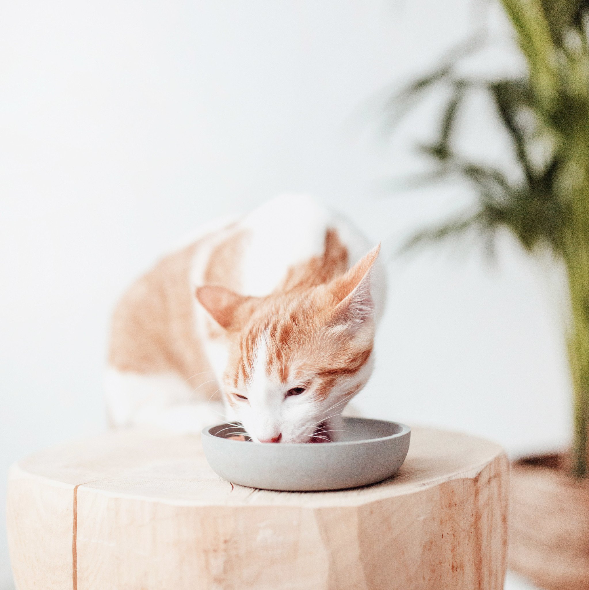 District 70 Kattenvoerbak BAMBOO Ice Blue 19×19 cm – Voerbak voor Katten