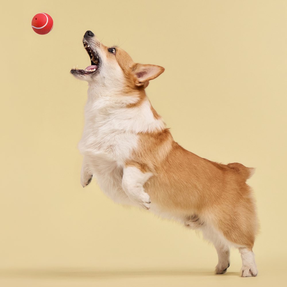 Playology Squeaky Chew Ball hondenbal met pieper