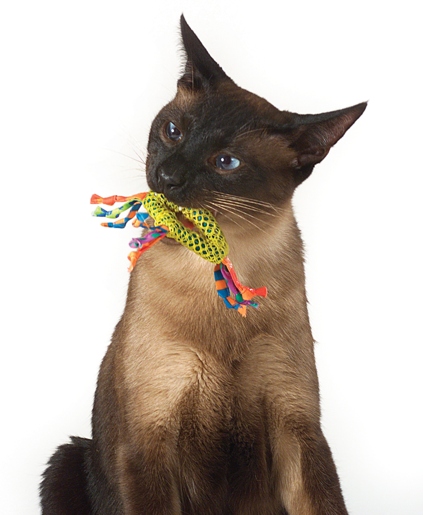 Petstages kattenkruidspeelgoed Dental Health Chew – gebitsreiniging