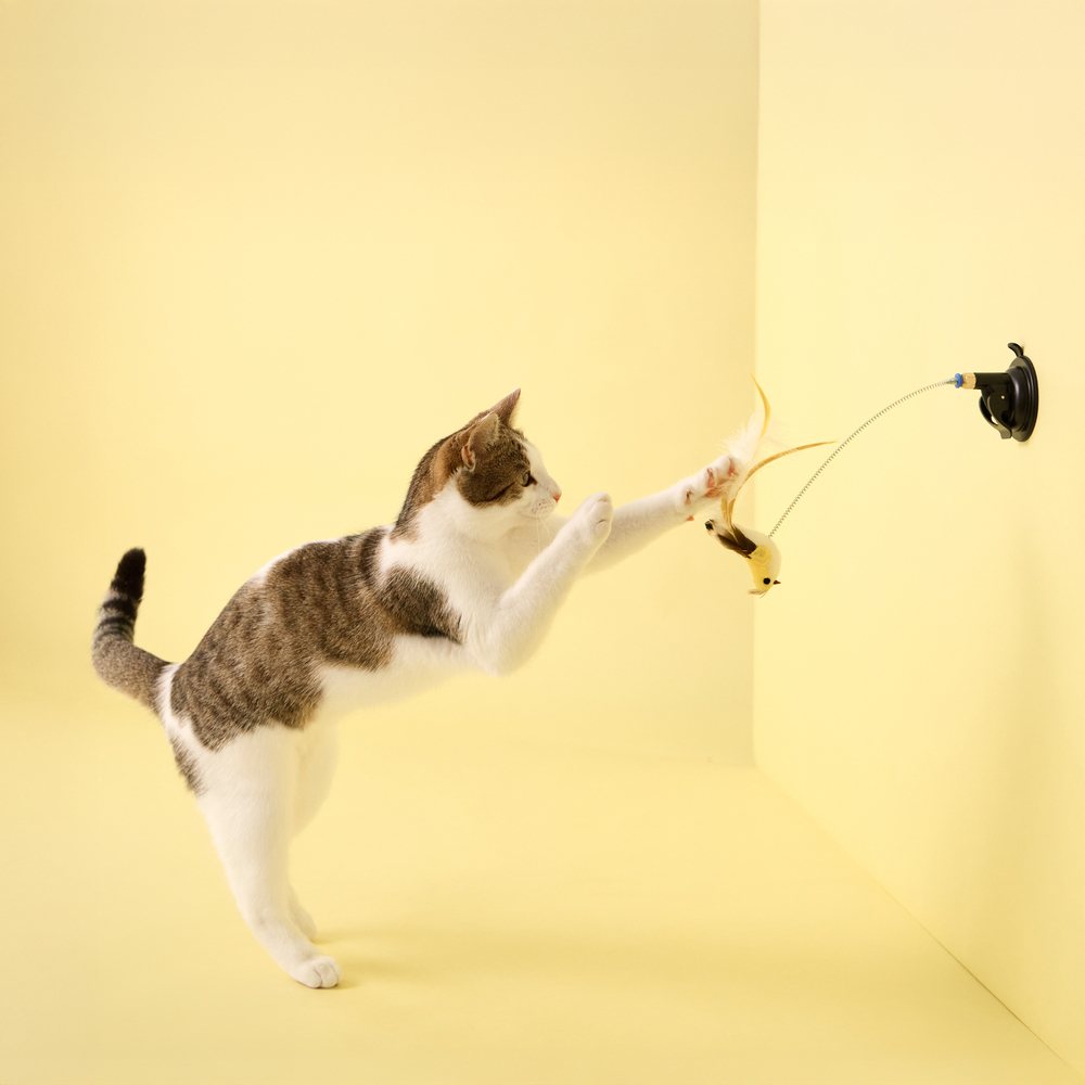 Suction Cup Spring Bird