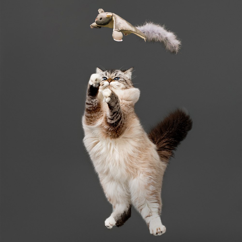 Flying Squirrel