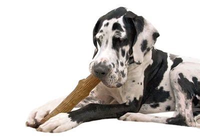 PETSTAGES Kauwstick DOGWOOD DURABLE STICK Duurzaam veilig materiaal, natuurlijke houtgeur, bevordert mondhygiëne - Bruin - 20 cm