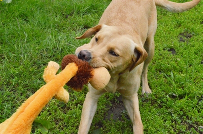 HAPPY PET Hondenspeelgoed Wild Crinkler Leeuw Plat knuffel met knispergeluid & pieper - 60x14x9 cm