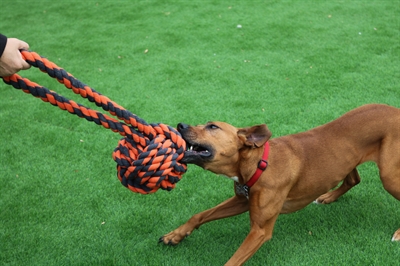 HAPPY PET | Kauw- & trekbal Nuts for Knots Extreme Bal Tugger Stevig voor kauwers, Reinigt tanden, Lus voor trekspel - Rood/grijs - Ø20 cm, 60 cm