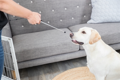 TRIXIE Aanwijsstok Dog Activity met Clicker & Neusvriendelijke bal - Assorti - 14-65 cm
