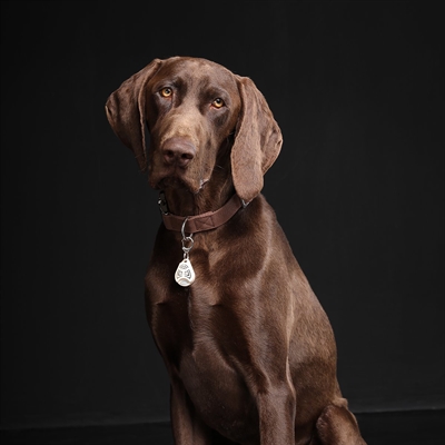 TICKLESS Teek en Vlo Afweer Ultrageluid geur- en gifloos, halsbandclip - Beige - Voor hond en kat
