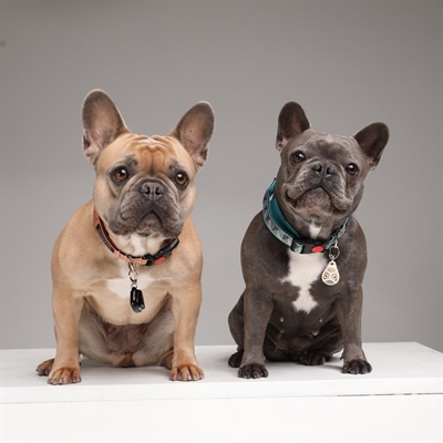 TICKLESS Teek en Vlo Afweer Ultrageluid geur- en gifloos, halsbandclip - Beige - Voor hond en kat
