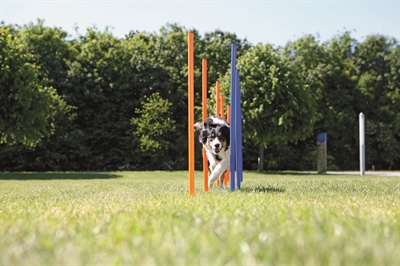 TRIXIE Agility Slalomstokken Dog Activity 12 stangen met meetlijn en draagtas -