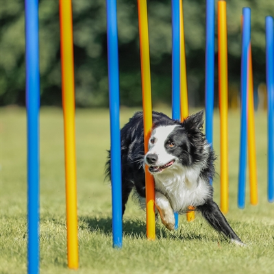TRIXIE Agility Slalomstokken Dog Activity 12 stangen met meetlijn en draagtas -