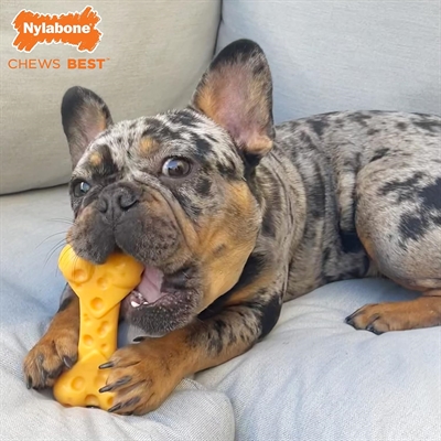 NYLABONE DURA CHEW CHEESE BONE