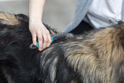 TRIXIE VACHT ONTVILTER GEBOGEN TANDEN