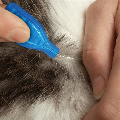 BEAPHAR Spot-on Fiprotec Kat 3+1 Pipet - 5 weken bescherming tegen vlooien, doodt teken -