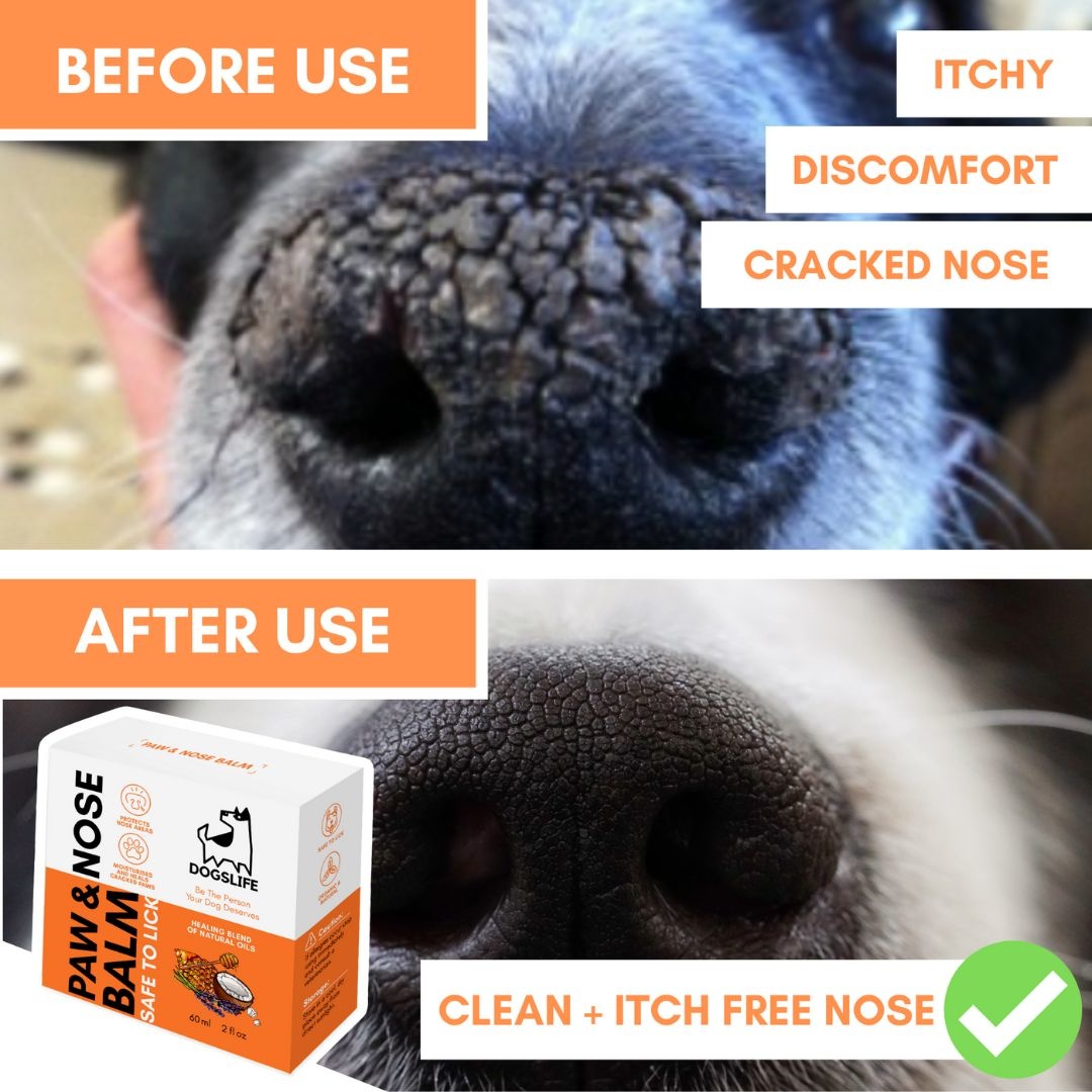 DogsLife Hondenbalsem Paw & Nose Balm – Verzorgt Pootjes en Neus