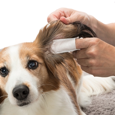 TRIXIE EAR CARE VINGERPADS