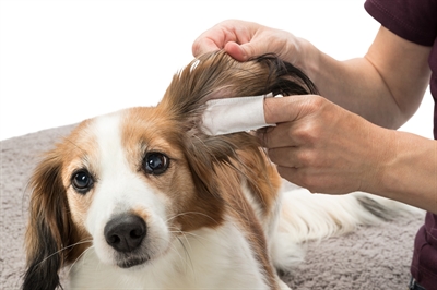 TRIXIE EAR CARE VINGERPADS