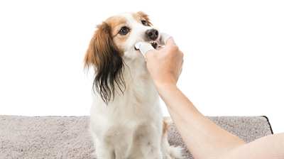 TRIXIE Vingerpads Dentalcare met muntlotion, gebruiksklaar voor kleine huisdieren - 50 st