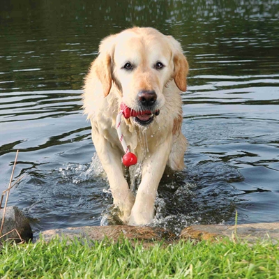 TRIXIE DOG ACTIVITY MOT-FUN AQUA SPEELGOED DRIJVEND ROOD ASSORTI