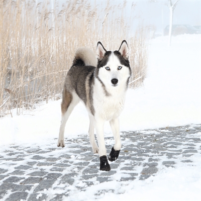TRIXIE Pootbescherming Walker Active Slipvaste profielzool, All-season bescherming, Reflecterend - Z